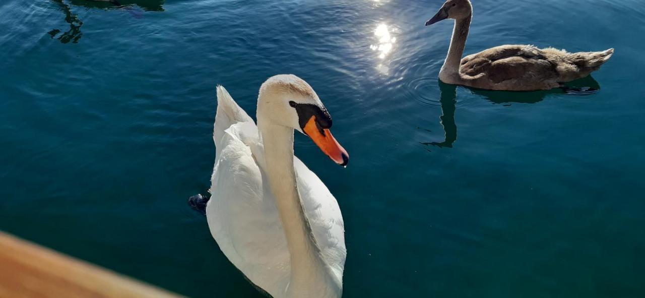 Biljana lux apartment Ohrid Bagian luar foto